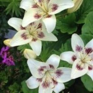 Meet your Posher, Connie